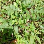 Rubus rosifolius Hábito