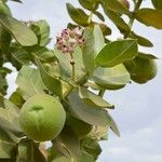 Calotropis procera फल