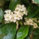 Crataegus crus-galli Лист