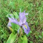 Iris planifolia Flor