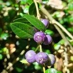 Rhaphithamnus spinosus Fruto