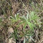 Lupinus argenteus Fuelha