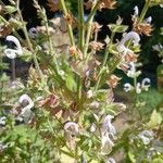 Salvia sclarea Fleur