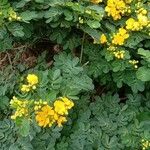 Senna bicapsularis Habitus