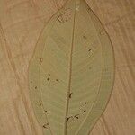 Miconia elata Blatt