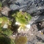 Teucrium pyrenaicum Flower