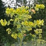 Euphorbia esula ফুল