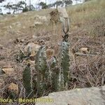 Caralluma burchardii Habitus