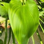 Pontederia cordata Likasa
