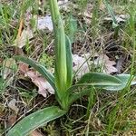 Orchis mascula Blatt