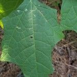 Smallanthus uvedalia Leaf