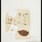 Banisteriopsis martiniana