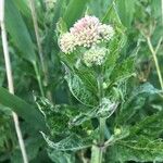 Eupatorium cannabinumFlower