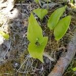 Maianthemum trifolium Hábito