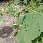 Smallanthus uvedalia Leaf