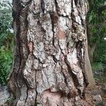 Pinus canariensis Rinde