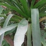 Aechmea serrata Levél