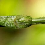 Carex frigida خشب