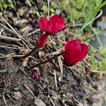 Cyclamen repandum Flor