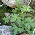 Anemone tuberosa Лист