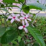 Kopsia fruticosa 花