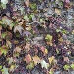 Parthenocissus tricuspidata Hábito