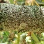 Salix bicolor പുറംതൊലി