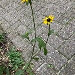 Rudbeckia fulgida Habit