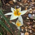 Tulipa turkestanica Flor