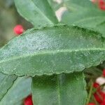 Ardisia crenata Blad