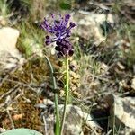 Muscari matritense Virág