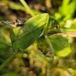 Cichorium endivia Hoja