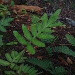 Pleopeltis polypodioides Blad