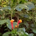 Centropogon granulosus Flower