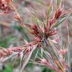 Themeda quadrivalvis Kukka