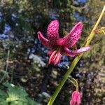 Lilium pomponium Цвят