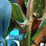 Epipremnum aureum Corteza