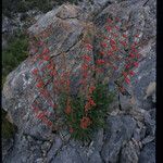 Penstemon eatonii Хабит