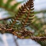 Dicksonia antarctica 葉