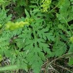 Ambrosia artemisiifolia Blad