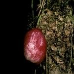 Syzygium cymosum Плод