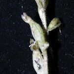 Pelexia obliqua Otro