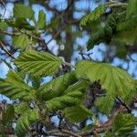 Crataegus coccinea পাতা