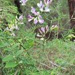 Vicia altissima 花