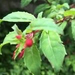 Fuchsia regia Leaf