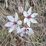 Burchardia umbellata Blodyn