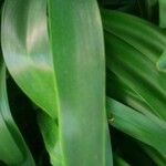 Agapanthus praecox Leaf