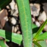 Euphorbia heterophylla List