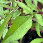 Cosmos atrosanguineus Leht