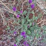 Gutenbergia boranensis Blomst